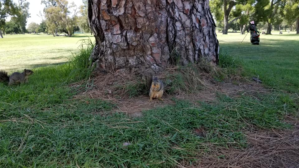 Encino Balboa - Encino