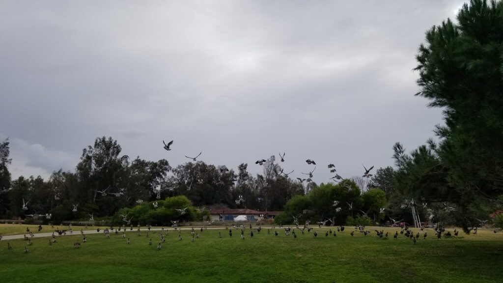 Temecula Creek  - Creek course