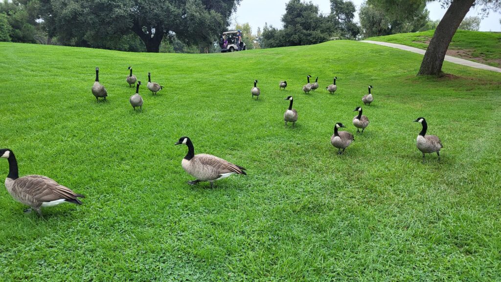 Santa Anita Golf Course
