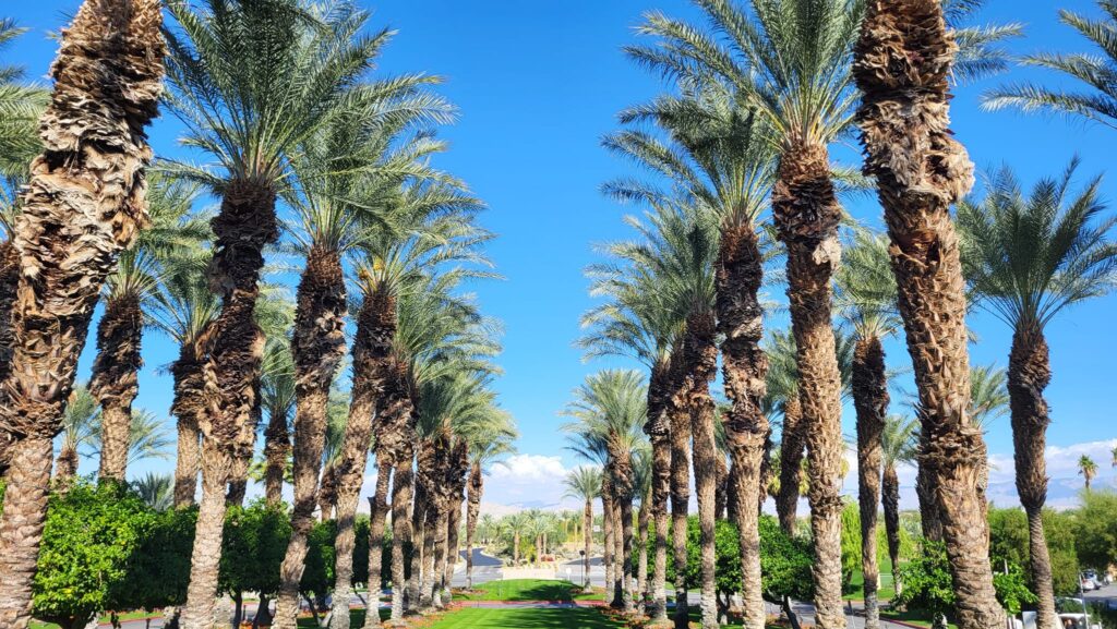 The Westin Rancho Mirage Golf Resort & Spa - Pete Dye Course